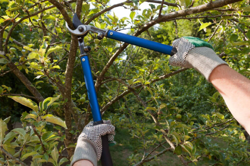 Tree Cutting