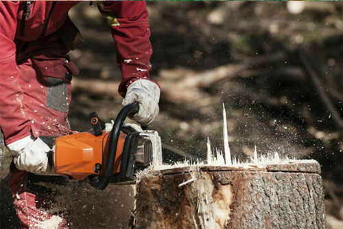 Tree Removal